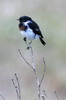 Common Stonechat (Saxicola torquatus) - Ethiopia