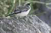 Pied Wheatear (Oenanthe pleschanka) - Ethiopia