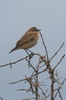 Isabelline Wheatear (Oenanthe isabellina) - Ethiopia