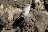 Sombre Rockchat (Oenanthe dubia) - Ethiopia