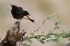 Traquet deuil (Oenanthe lugens) - Ethiopie