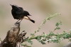 Mourning Wheatear (Oenanthe lugens) - Ethiopia