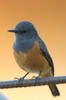 Little Rock-thrush (Monticola rufocinereus) - Ethiopia