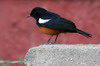 Traquet  ventre roux (Thamnolaea cinnamomeiventris) - Ethiopie