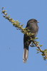 Gobemouche drongo (Melaenornis edolioides) - Ethiopie