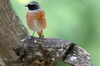 Rougequeue  front blanc (Phoenicurus phoenicurus) - Ethiopie