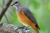 Monticole rougequeue (Monticola rufocinereus) - Ethiopie