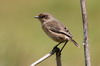 Moorland Chat (Pinarochroa sordida) - Ethiopia