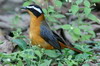 Rüppell's Robin-chat (Cossypha semirufa) - Ethiopia