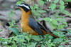 Rppell's Robin-chat (Cossypha semirufa) - Ethiopia