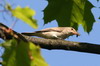 Gobemouche gris (Muscicapa striata) - France