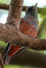 Blue Rock-thrush (Monticola solitarius) - Cambodia
