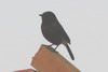 Pied Bushchat (Saxicola caprata) - Cambodia