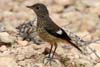 Moussier's Redstart (Phoenicurus moussieri) - Morocco