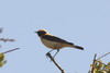 Western Black-eared Wheatear (Oenanthe hispanica) - Morocco