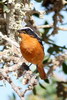 Moussier's Redstart (Phoenicurus moussieri) - Morocco