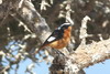 Rougequeue de Moussier (Phoenicurus moussieri) - Maroc