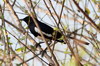 Oriental Magpie-Robin (Copsychus saularis) - Sri Lanka