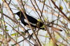 Shama dayal (Copsychus saularis) - Sri Lanka