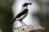 Northern Wheatear (Oenanthe oenanthe) - Romania