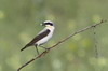 Northern Wheatear (Oenanthe oenanthe) - Romania