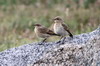 Traquet isabelle (Oenanthe isabellina) - Roumanie