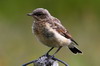 Northern Wheatear (Oenanthe oenanthe) - Norway