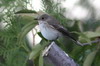 Gobemouche gris (Muscicapa striata) - Turquie