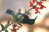 Souimanga Sunbird (Cinnyris sovimanga) - Madagascar