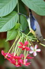 Purple Sunbird (Cinnyris asiaticus) - India