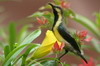 Purple Sunbird (Cinnyris asiaticus) - India