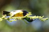 Souimanga à ventre jaune (Cinnyris venustus) - Ethiopie