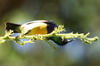 Souimanga  ventre jaune (Cinnyris venustus) - Ethiopie