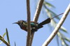 Beautiful Sunbird (Cinnyris pulchellus) - Ethiopia