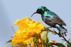 Mariqua Sunbird (Cinnyris mariquensis) - Ethiopia