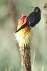 Tacazze Sunbird (Nectarinia tacazze) - Ethiopia