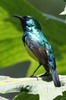 Variable Sunbird (Cinnyris venustus) - Ethiopia