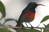 Greater Double-collared Sunbird (Cinnyris afer) - South Africa