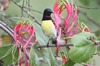 Purple-rumped Sunbird (Leptocoma zeylonica) - Sri Lanka