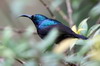 Loten's Sunbird (Cinnyris lotenius) - Sri Lanka