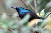 Souimanga de Loten (Cinnyris lotenius) - Sri Lanka