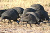 Helmeted Guineafowl (Numida meleagris) - Botswana