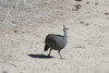 Helmeted Guineafowl (Numida meleagris) - Namibia