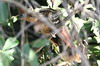 Hoatzin (Opisthocomus hoazin) - Peru