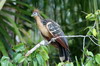 Hoatzin (Opisthocomus hoazin) - Peru