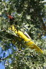 Ethiopian Black-headed Oriole (Oriolus monacha) - Ethiopia