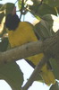 Ethiopian Black-headed Oriole (Oriolus monacha) - Ethiopia