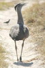 Kori Bustard (Ardeotis kori) - Botswana