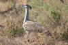 Kori Bustard (Ardeotis kori) - Botswana