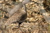 Outarde houppette (Lophotis ruficrista) - Botswana